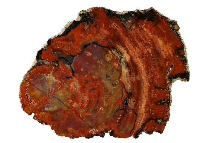 Colorful, Polished Petrified Wood Slab - Arizona #152171